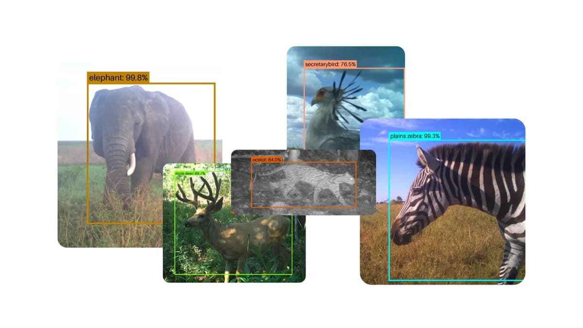 Google เปิดโอเพนซอร์ส SpeciesNet ช่วยนักวิจัยคัดภาพสัตว์ป่า